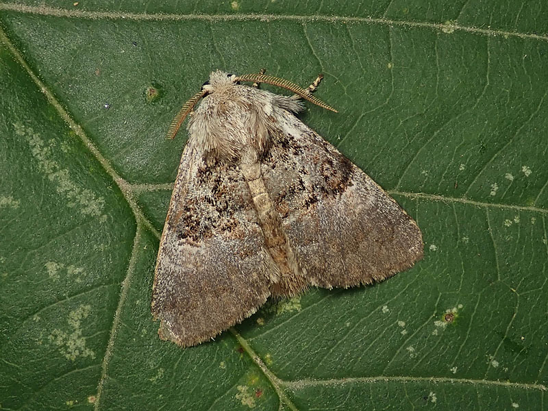 Colocasia coryli - Noctuidae
